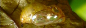 Pupae